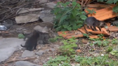 音乐短片 - Route 66 Kitty Adventure in the Rough