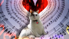 音乐短片 - Sir Snowy's You Make'a My Heart Sing Tour