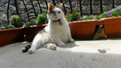 音乐短片 - Sir Snowythe Italian Cats-A-Nova Jivin' Happy Song