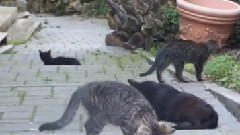 音乐短片 - Welcome to Kitty World