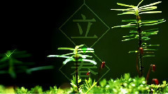 洛天依 - 立春