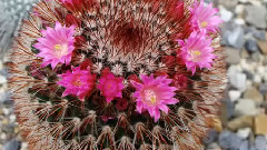 音乐短片 - 荷兰 仙人掌花Jochum Tegelen霍夫