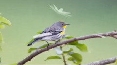 音乐短片 - 埙与口琴