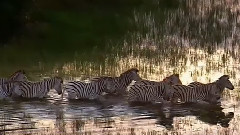 音乐短片 - 斑马斑马