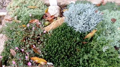 音乐短片 - 秋天的花园