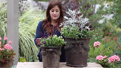 音乐短片 - Garden Answer