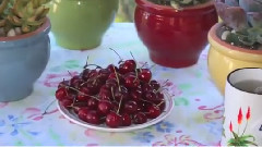 音乐短片 - Pairing Succulents With Pots