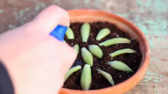 音乐短片 - How To Propagate Succulents(如何传播肉质植物)