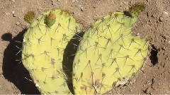 音乐短片 - How To Root Cacti Cuttings(如何根仙人掌粉)