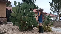 音乐短片 - How To Propagate A Cactus Plant(如何传播仙人掌植物)