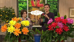 音乐短片 - 罗伯塔的2 - 昙花多彩漆二合一兰花与雅克冈萨雷斯仙人掌