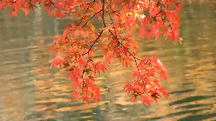 音乐短片 - 造物与天籁1