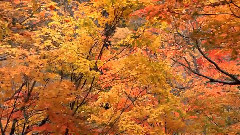 音乐短片 - 造物与天籁2