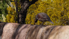 音乐短片 - 沙漠花朵(Desert Blooms)