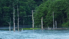 音乐短片 - 森林狂想曲 - 班得瑞