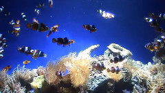 音乐短片 - Hong Kong Ocean Park's Interior