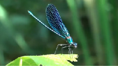 音乐短片 - 十六湖国家公园,克罗地亚 - Plitvice Lakes National Park,Croatia