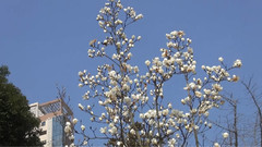 音乐短片 - 次仁拉索