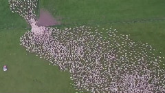 音乐短片 - 羊群