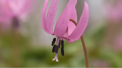 音乐短片 - 造物与天籁5