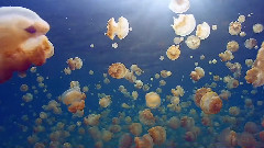 音乐短片 - 黄金水母完美版 绝美迷人的爱尔兰小提琴 静谧之美