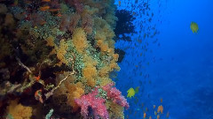 音乐短片 - 美丽的神话之斐济软珊瑚