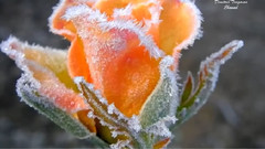 音乐短片,Secret Garden - Lament For A Frozen Flower