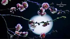 音乐短片 - Silence Speaks