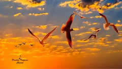 音乐短片 - 柔弱的德国女佣