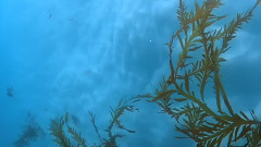 音乐短片 - Antarctica