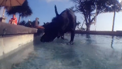 音乐短片 - патамушта ромашки