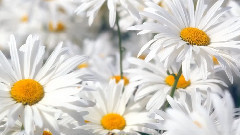 音乐短片 - Ромашки зарисовка