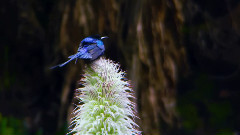 音乐短片 - 春回月亮山