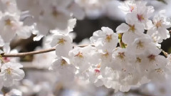 音乐短片 - 一个陌生的女孩