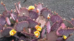 音乐短片 - Jardin de cactus de Lanzarote