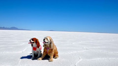 音乐短片 - Goodbye My Bye Sweet Girl!