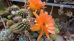 音乐短片 - Kaktusfest 2014 Im Odenwald Bei Andreae Kakteen