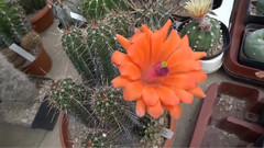 音乐短片 - Bonner Kakteen-Markt 2015