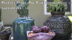 音乐短片 - Perfect Succulent Plant-Pot Pairings