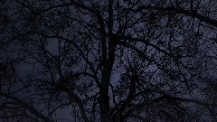 音乐短片 - Piotr Ilyich Tchaikovsky K and K Impressions