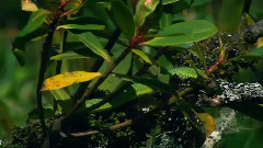 音乐短片 - 无梦的沉睡