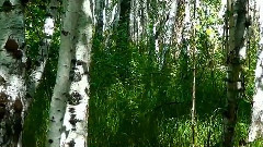 音乐短片 - Michael Kiseleva