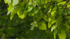 音乐短片 - 听 雨