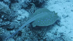 音乐短片 - Giovanni Fraeyman UnderwaterCameraWorks