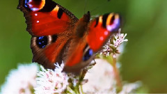 音乐短片 - SUMMER LOVE