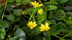 音乐短片 - Spring