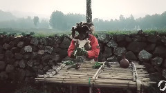 音乐短片 - Deep Jungle Trip