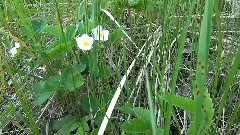 音乐短片 - Nature Siberia June meadow flowers by the river Om OMSK film by Mikhail Kiselyov