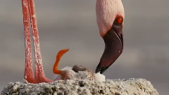 音乐短片 - children's world