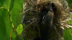 音乐短片 - 红树乱莺啼